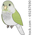 Uroko parakeet 69287690