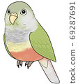 Uroko parakeet 69287691