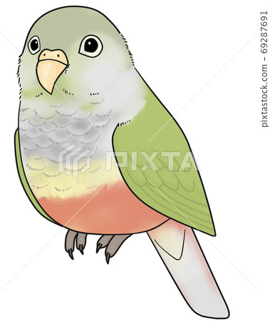 Uroko parakeet Uroko parakeet 69287691