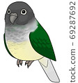 Uroko parakeet 69287692