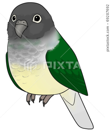 Uroko parakeet 69287692
