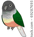 Uroko parakeet 69287693