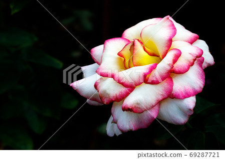 Roses 69287721