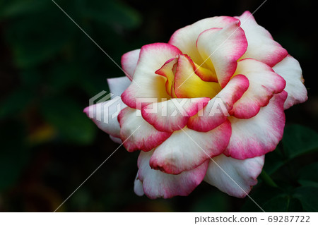 Roses Roses 69287722