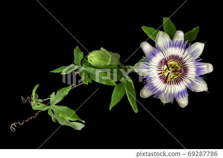 Passiflora (passionflower) with  isolated on black background. B 69287786