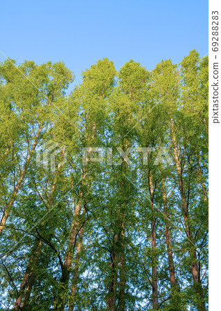 A row of Metasequoia trees that shine in the setting sun 69288283