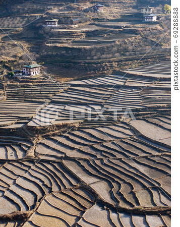 Rice paddy in Pharaoh 69288888