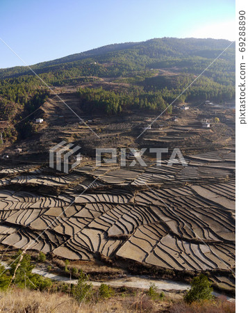 Rice paddy in Pharaoh 69288890