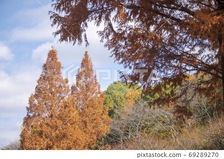 Autumn leaves of Metasequoia 69289270