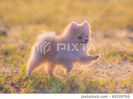 正在運行的小狗博美犬 69289768