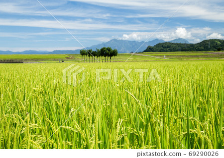 新潟縣小j市廣闊的夏日稻田和藍天 新潟縣小j市廣闊的夏日稻田和藍天 69290026