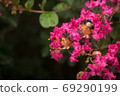 綻放的鮮花 69290199