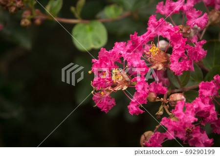綻放的鮮花 69290199