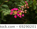 綻放的鮮花 69290201