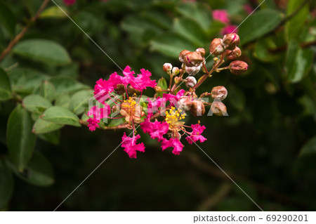 綻放的鮮花 69290201