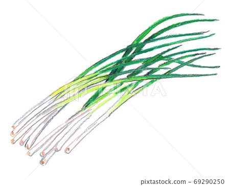 Green onion Green onion 69290250