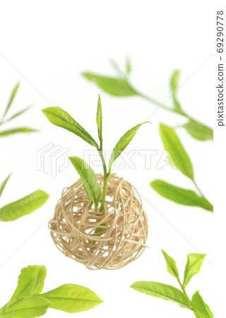 Tea bud image Tea bud image 69290778