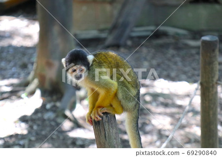 Squirrel monkey gazing at this 69290840