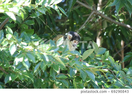 Cute lizard 69290843