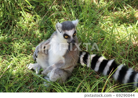 噴出金剛狼狐猴 噴出金剛狼狐猴 69290844