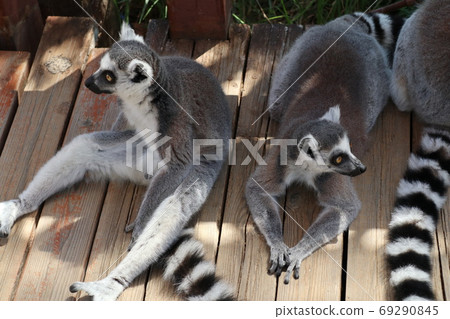 Relaxing ring-tailed lemur 69290845