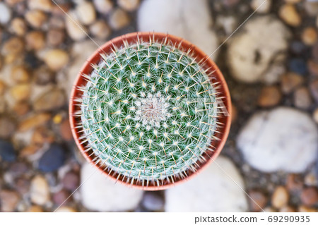 Ball cactus taken in top view 69290935