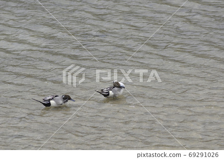 長尾鴨 69291026