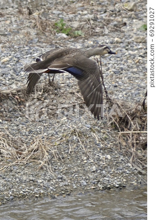 California (light duck) California (light duck) 69291027