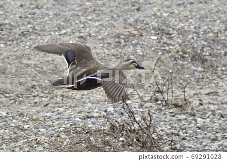 California (light duck) California (light duck) 69291028