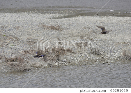 California (light duck) California (light duck) 69291029