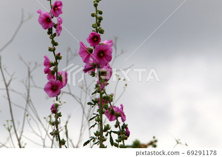 Mallow blooms in a summer city garden in northern Israel Mallow blooms in a summer city garden in northern Israel 69291178
