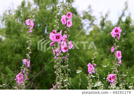Mallow blooms in a summer city garden in northern Israel Mallow blooms in a summer city garden in northern Israel 69291179