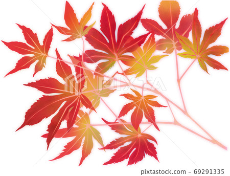 Autumn leaves maple illustration cutout white background 69291335