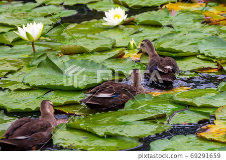 Three ducks and white water lilies 69291659