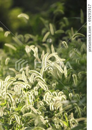 Cat shining light 69291917