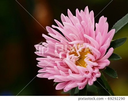 紫flower花 69292290