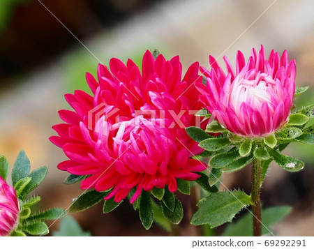 Aster flower Aster flower 69292291