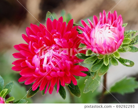 紫flower花 69292293