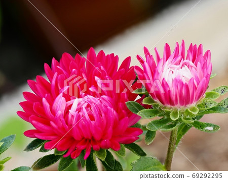 Aster flower Aster flower 69292295