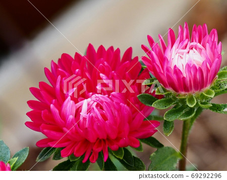 Aster flower Aster flower 69292296