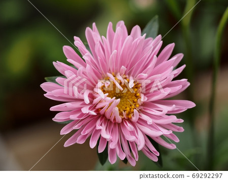 Aster flower Aster flower 69292297