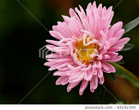 Aster flower Aster flower 69292300