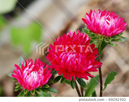 Aster flower 69292302