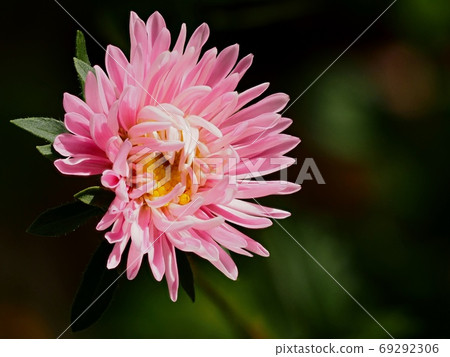 Aster flower Aster flower 69292306