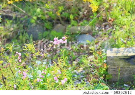 Pink cypress Pink cypress 69292612