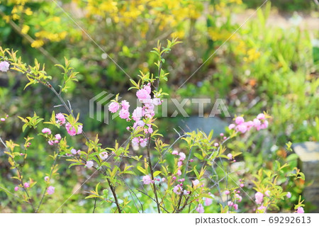 Pink cypress 69292613