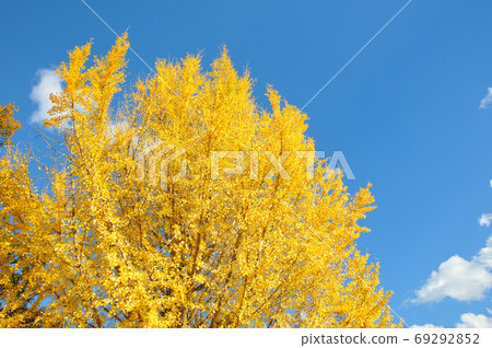 Ginkgo biloba and blue sky 69292852