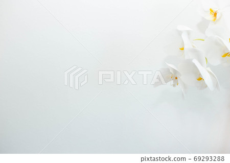 蝴蝶蘭蘭花2在右邊帶有字母的白色背景上 69293288