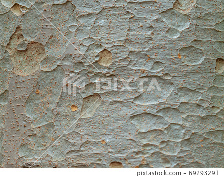 [Natural material] Rugged and powerful thick tree trunk up 69293291