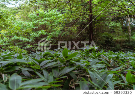 [Natural material] Photograph of bamboo leaves with a cool image 69293320